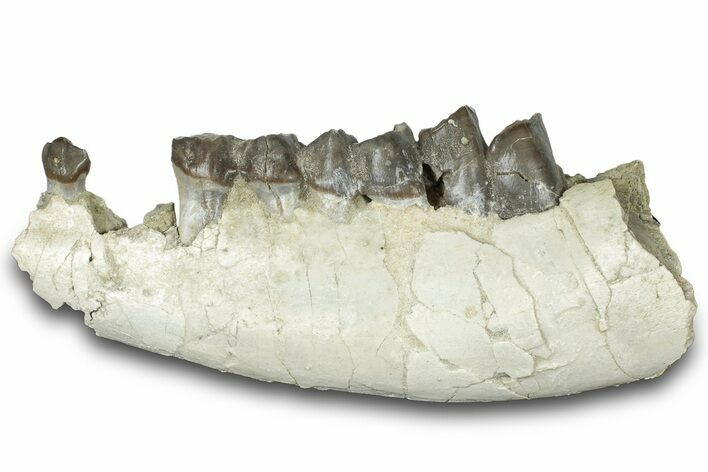 Fossil Running Rhino (Hyracodon) Jaw Section - South Dakota #300010